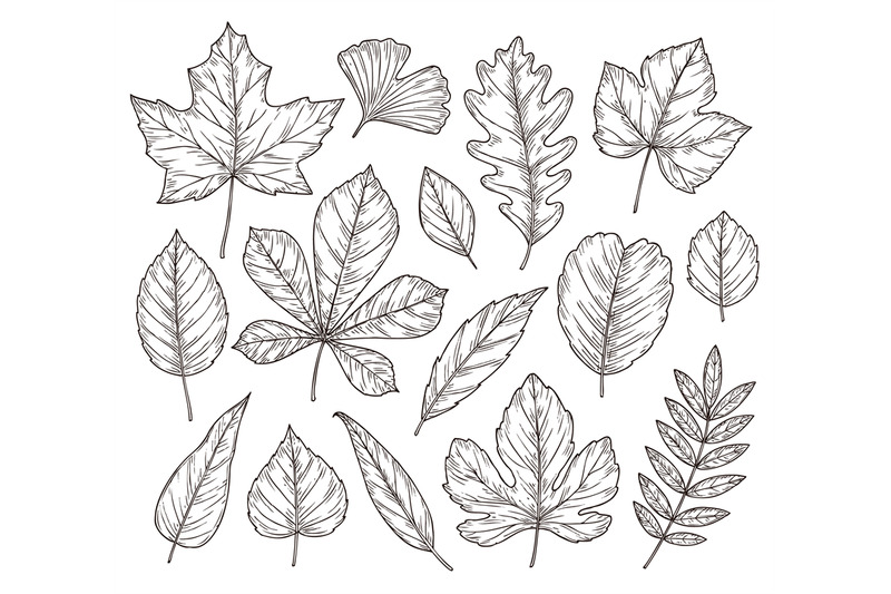 sketch-autumn-leaves-fall-leaf-hand-drawn-vintage-foliage-element-i