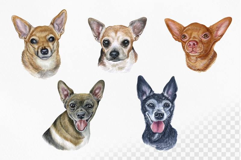 chihuahua-watercolor-set-dogs-illustrations-5-dogs