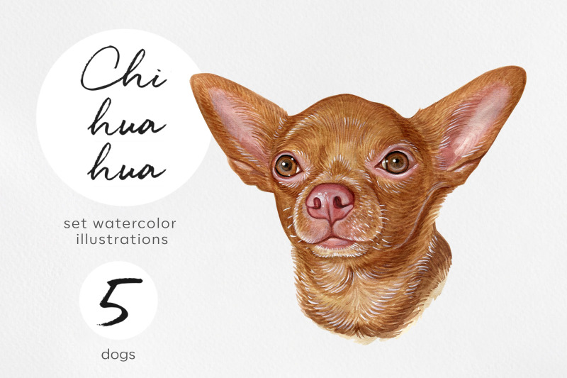 chihuahua-watercolor-set-dogs-illustrations-5-dogs