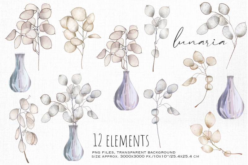 lunaria-plant-clipart