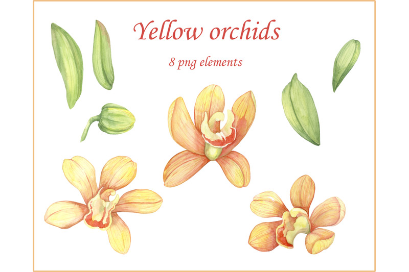 watercolor-hand-painted-flower-yellow-orchids