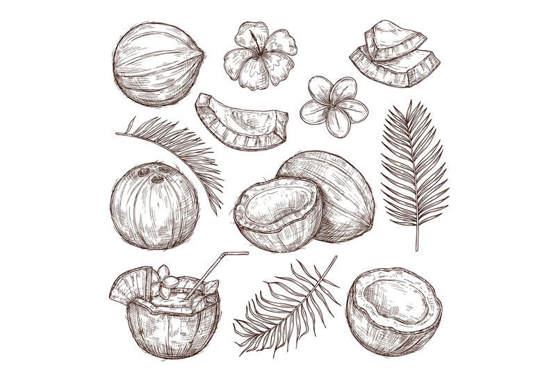 coconut-sketch-drawing-nature-hand-drawn-half-exotic-nuts-isolated