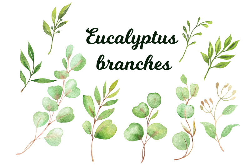watercolor-hand-painted-eucalyptus-branches-clipart