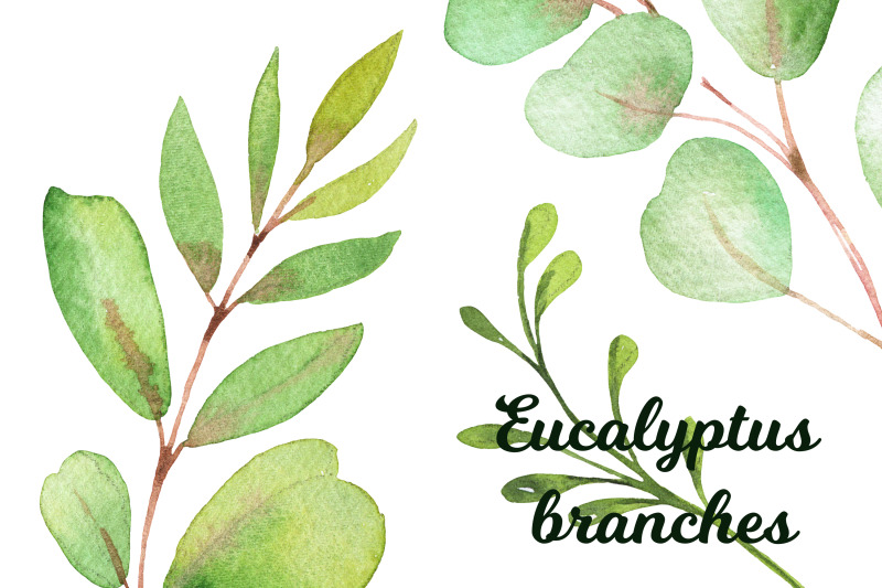 watercolor-hand-painted-eucalyptus-branches-clipart