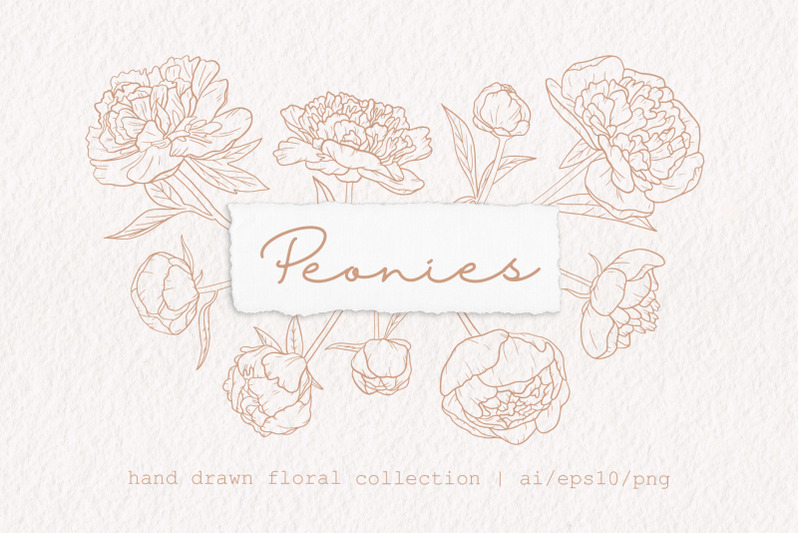 peonies-hand-drawn-flowers