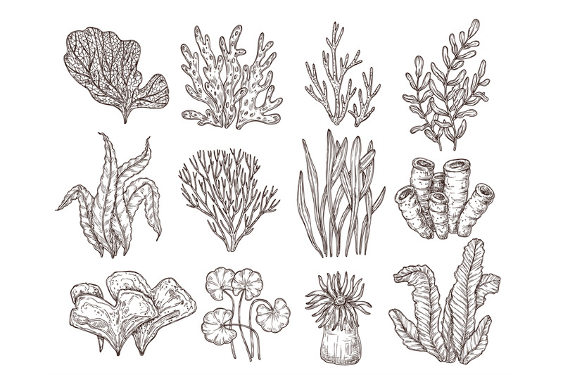 sketch-seaweed-isolated-ocean-seaweeds-aquarium-decorative-art-eleme