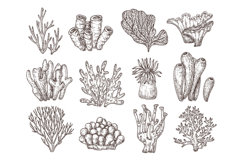 coral-sketch-natural-corals-sketching-black-engraving-ocean-reef-flo