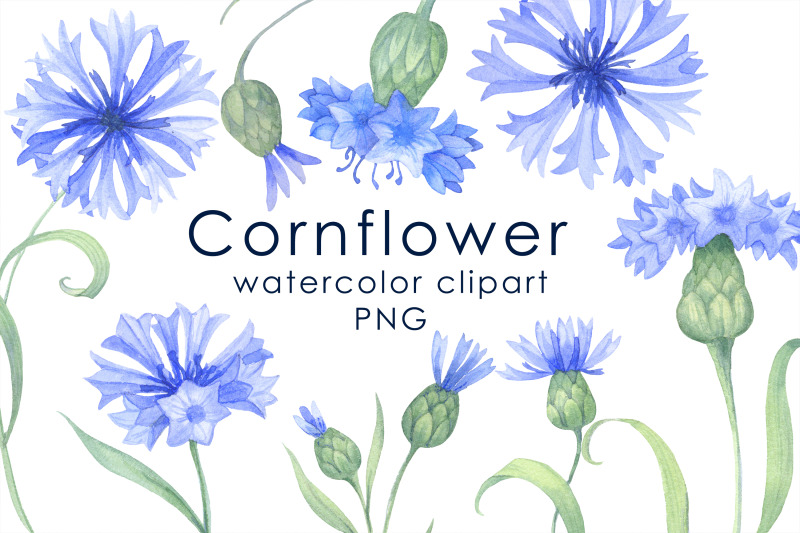 watercolor-blue-cornflowers-clipart