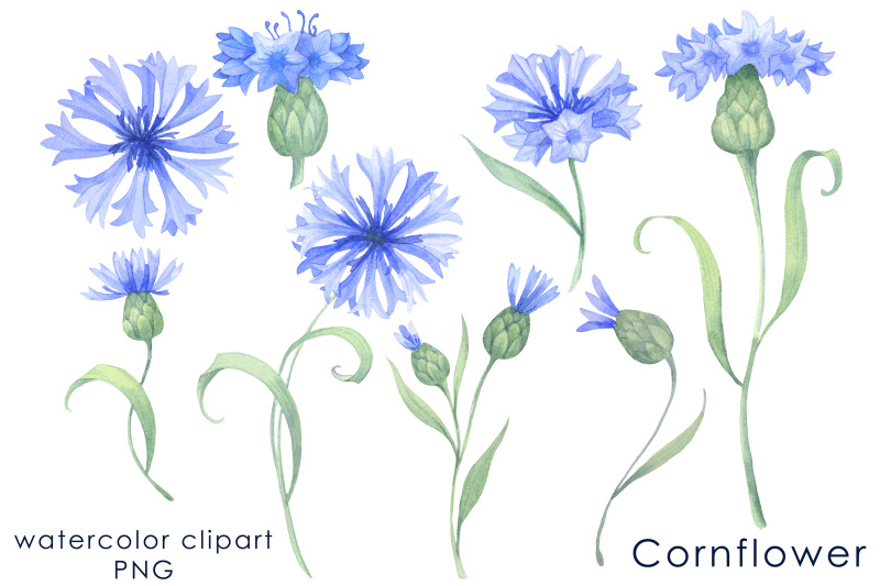 watercolor-blue-cornflowers-clipart