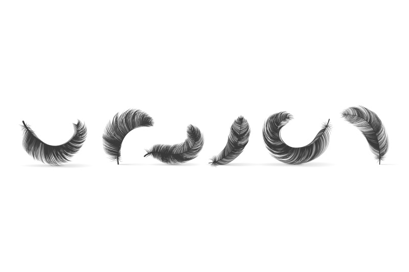 black-feathers-realistic-bird-swan-or-goose-silhouettes-fluffy-3d-so