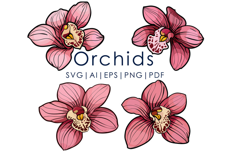 4-pink-orchid-flowers