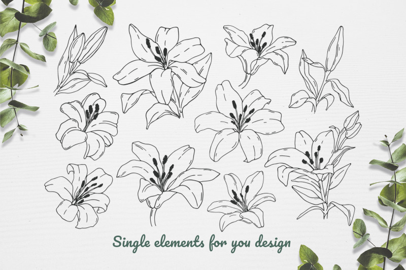 doodle-clipart-set-lily-flower-vector-line-art-illustration