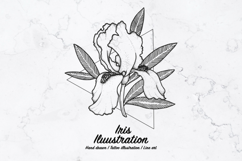 iris-illustration-line-art-vector-illustration