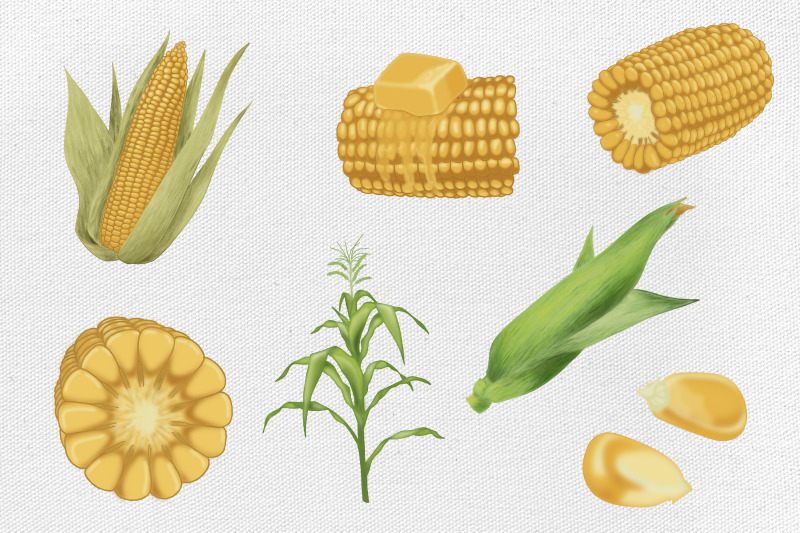 corn-illustration-golden-maize-harvest-cartoon-food-14-files