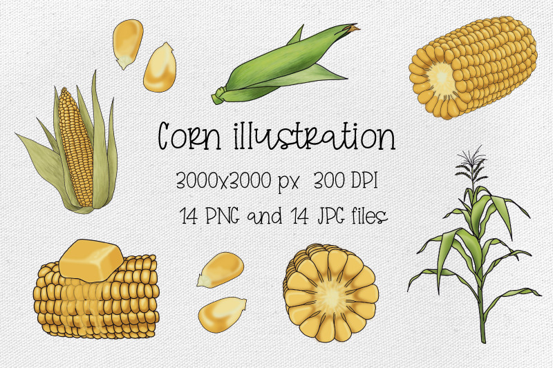 corn-illustration-golden-maize-harvest-cartoon-food-14-files