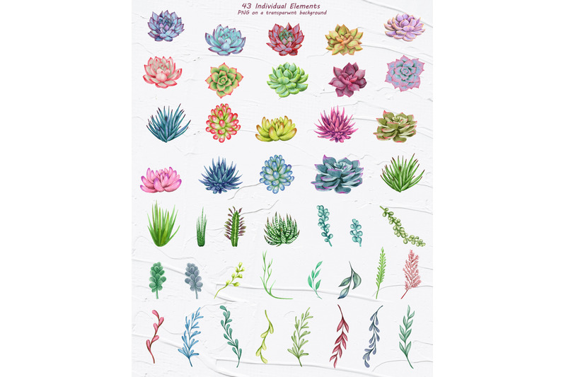 succulents-watercolor-clipart
