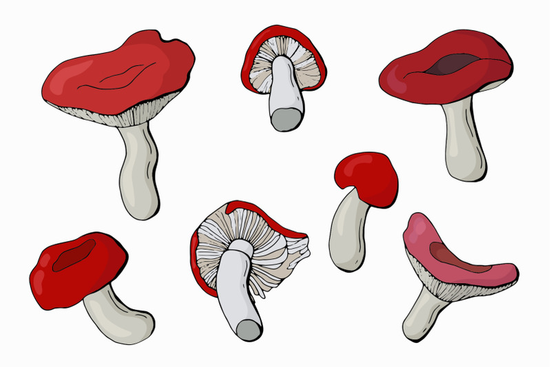 russula-mushrooms-collection