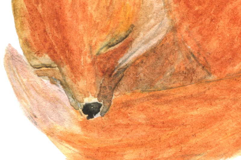 foxy-watercolor-clipart
