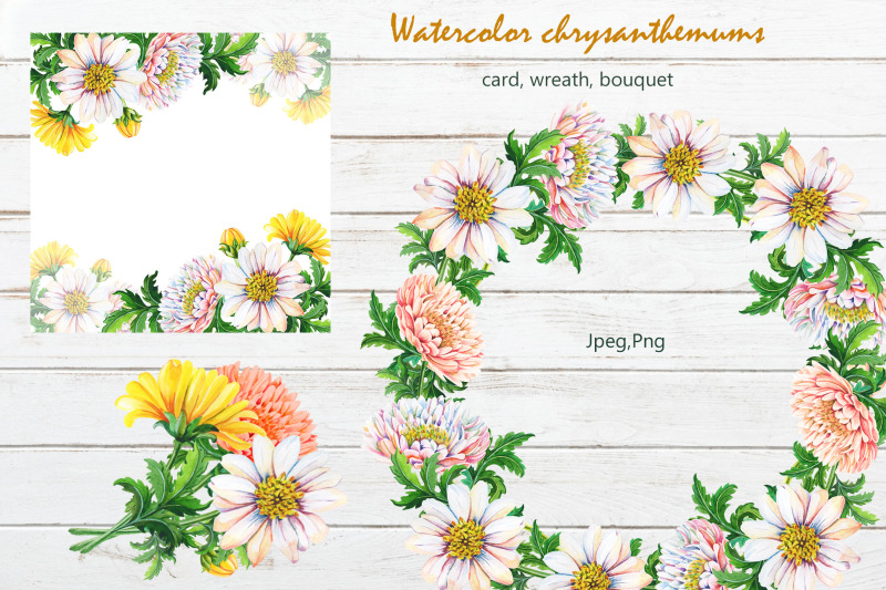 watercolor-chrysanthemum