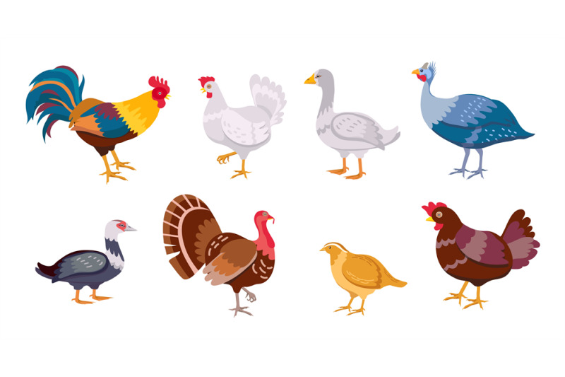 cartoon-farm-birds-chicken-hen-rooster-duck-and-goose-poultry-famil