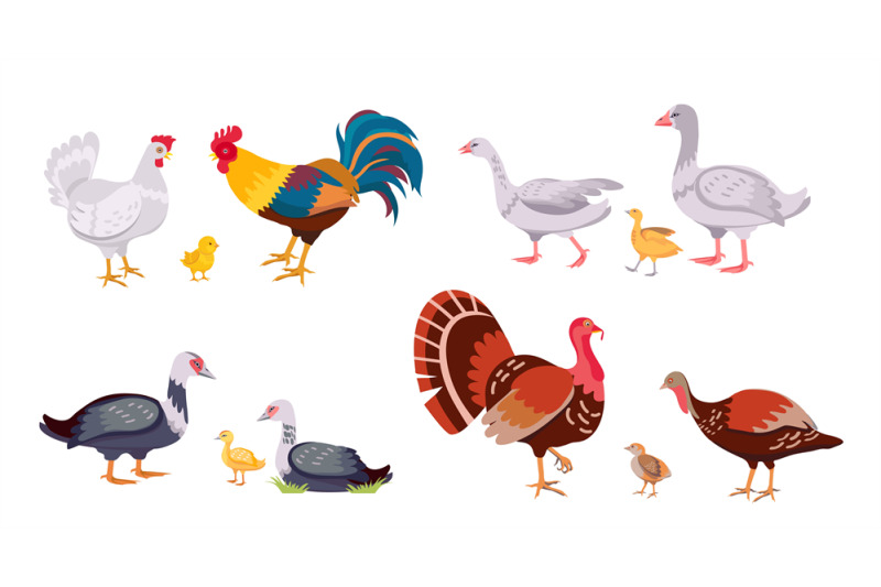 farm-poultry-domestic-birds-family-hen-and-rooster-turkey-with-chic