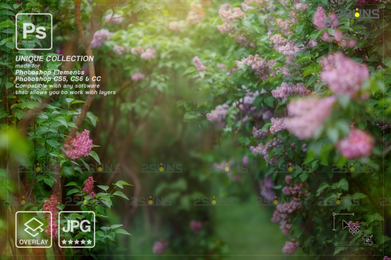 floral-backdrop-amp-photoshop-overlay-lavender-flower-overlay