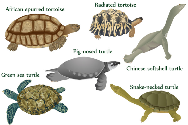 turtles-colour