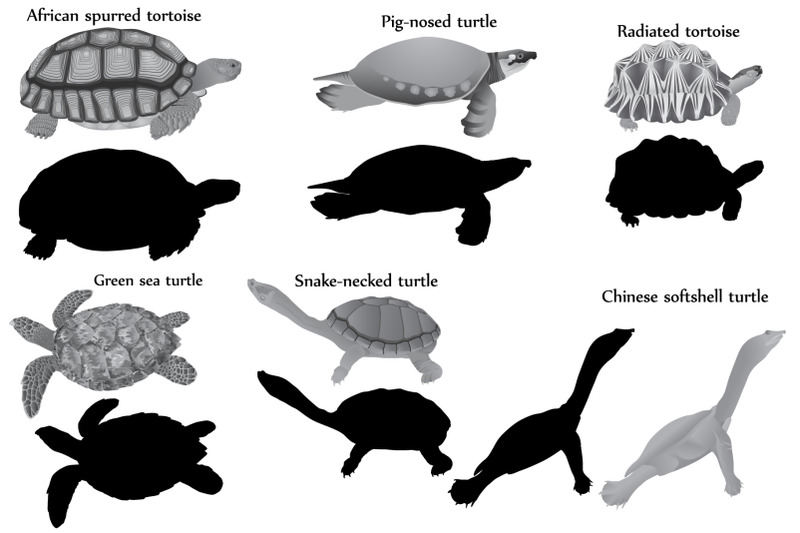 turtles-silhouette-and-black-white