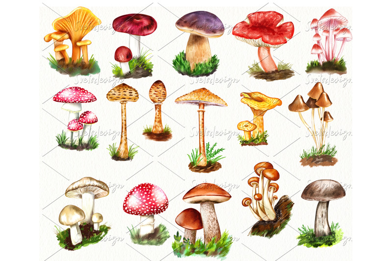 watercolor-mushrooms-clipart-forest-fungi-autumn-mushrooms-png