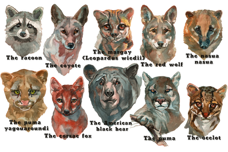 texas-wild-animals-watercolor-set