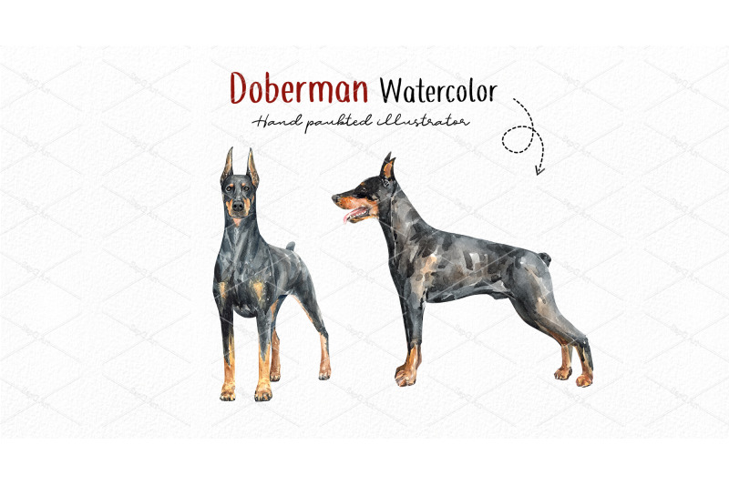 watercolor-doberman-dog-head-doberman-portrait-doberman-pinscher-do