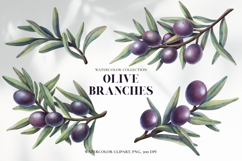 watercolor-olive-branches-clipart-set-png-elements