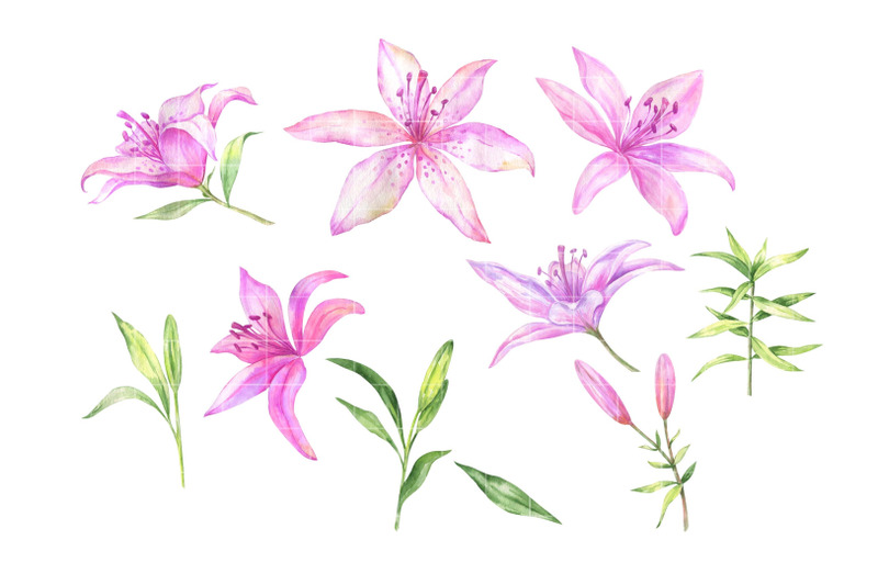 watercolor-purple-pink-lilies-clipart-floral-clip-art-lily-watercolor