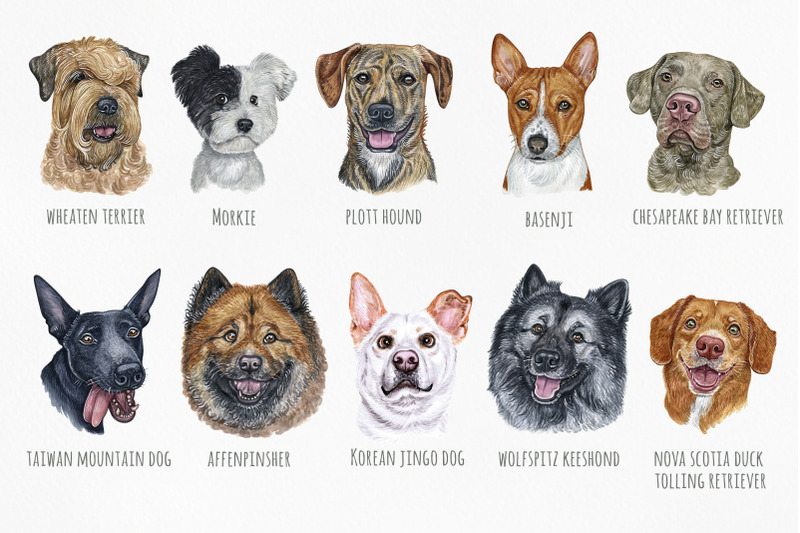 part-5-big-watercolor-illustrations-set-dog-breed-cute-20-dogs