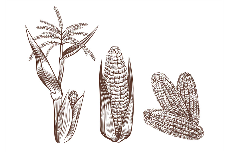 hand-drawn-vintage-corn-cereal-plants-sketch-drawing-agriculture-har