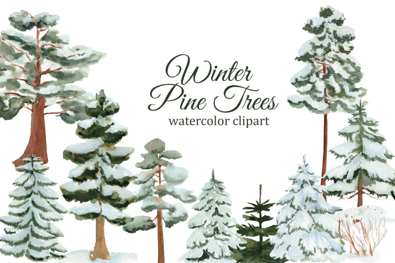 winter-pine-trees-watercolor-clipart-spruce-png-forest-illustration-forest-wedding-clipart