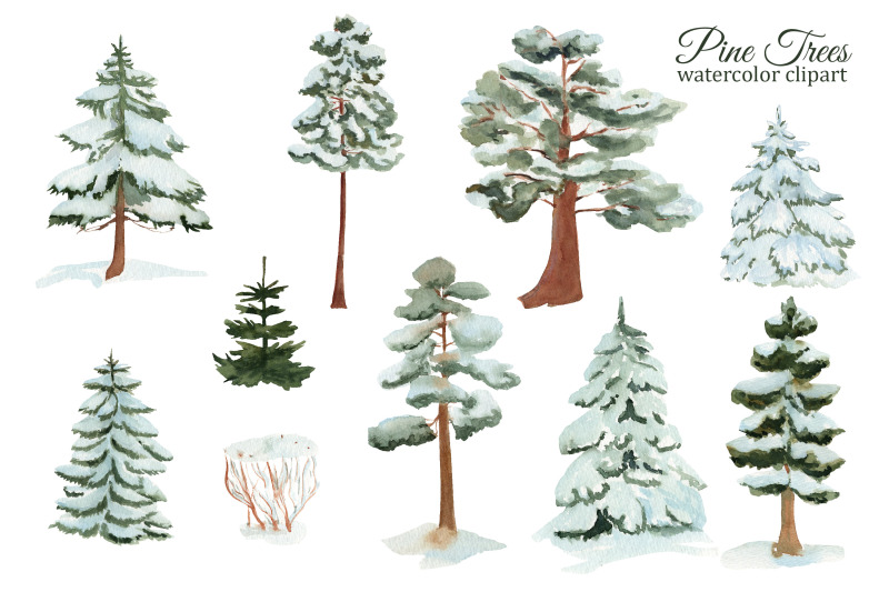 winter-pine-trees-watercolor-clipart-spruce-png-forest-illustration-forest-wedding-clipart