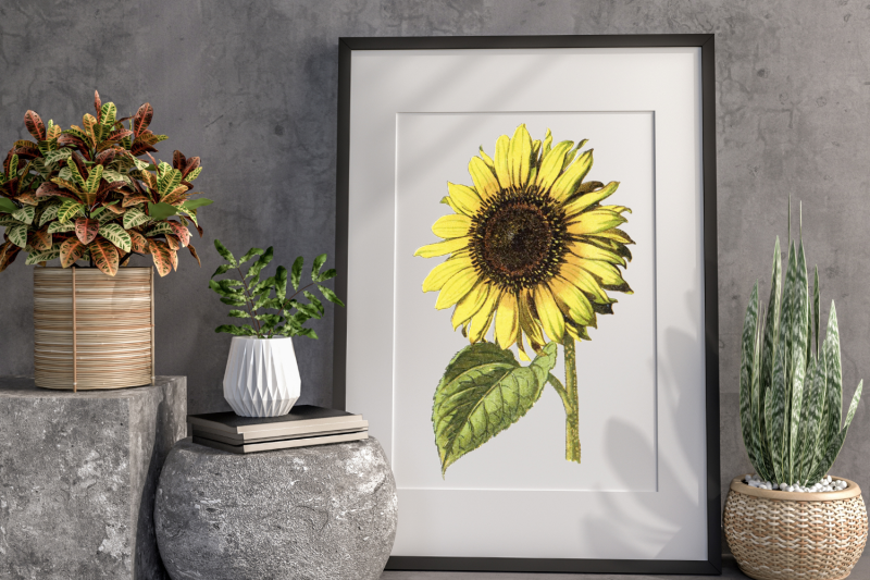 vintage-sunflower-illustration