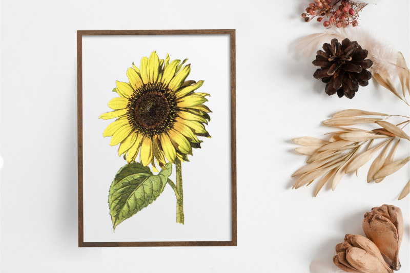 vintage-sunflower-illustration