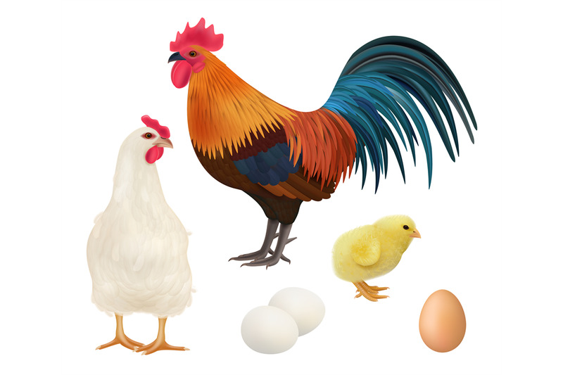 chicken-realistic-adult-chick-domestic-farm-animals-rooster-hens-vect