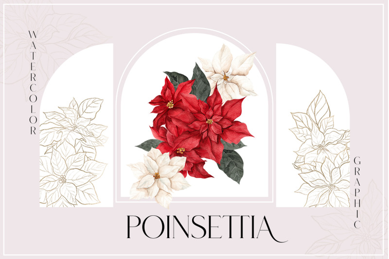 poinsettia-christmas-flower