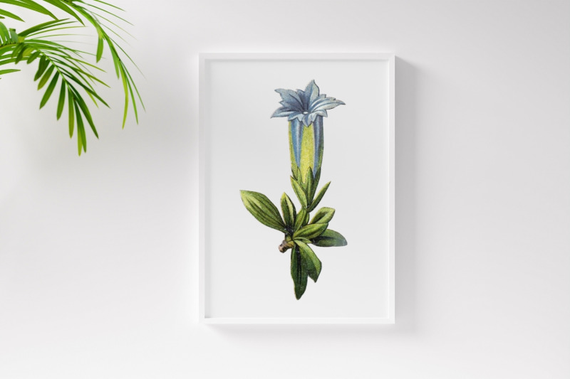 blue-vintage-wild-flower-illustration