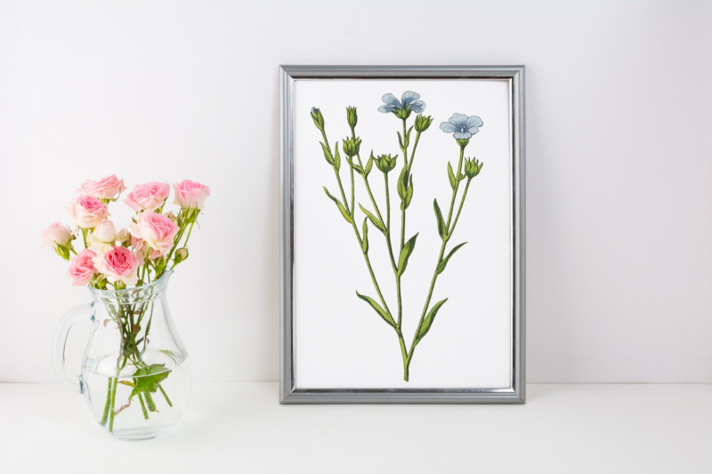 delicate-blue-wild-flower-illustration