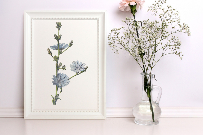 delicate-blue-wild-flower-illustration