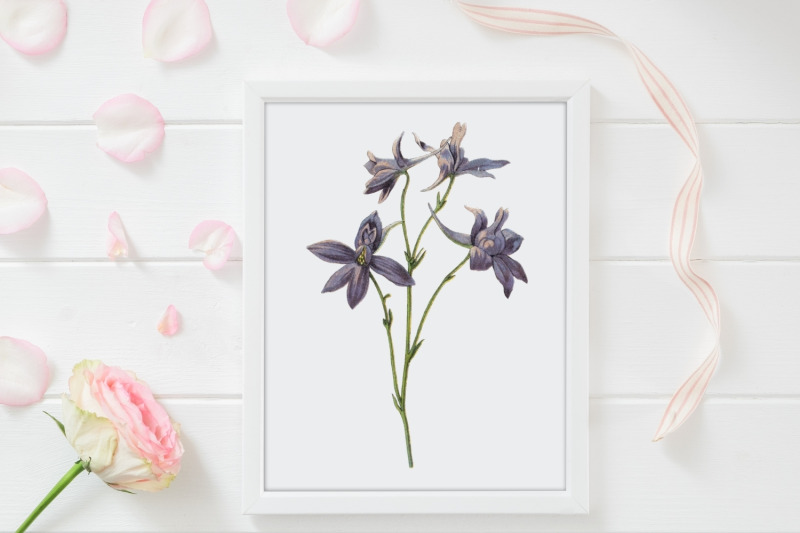violet-vintage-wild-flower-illustration