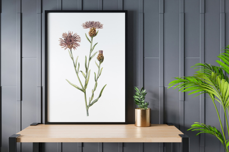 violet-vintage-wild-flower-illustration