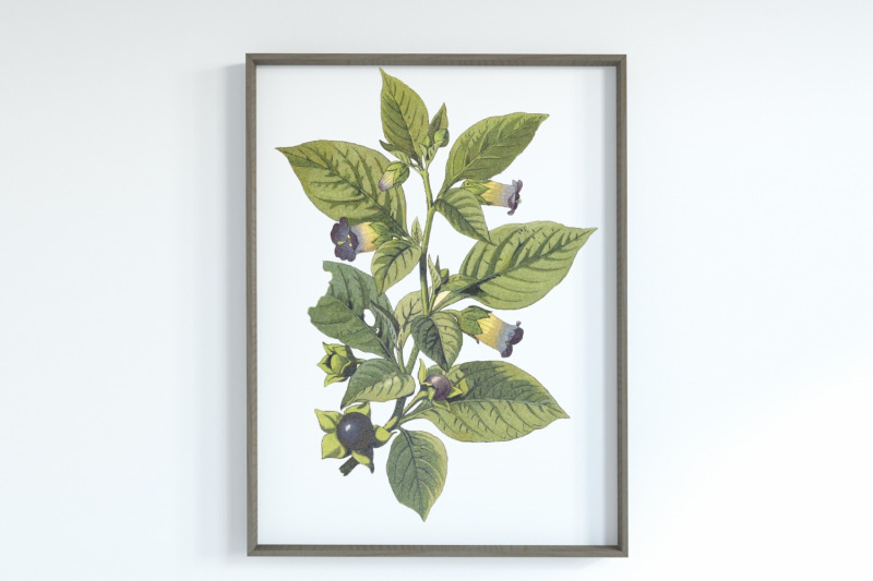 violet-vintage-wild-flower-illustration