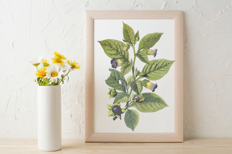 violet-vintage-wild-flower-illustration