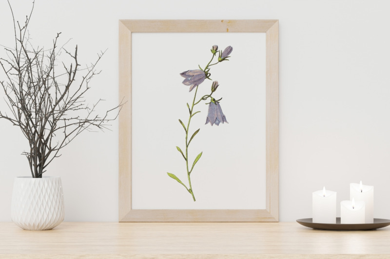 violet-vintage-wild-flower-illustration