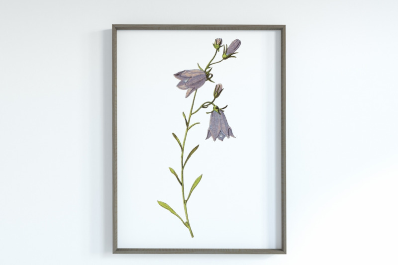 violet-vintage-wild-flower-illustration